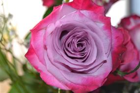 an unusual rose. A big beautiful rose.
