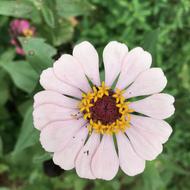 Flower Bloom Botanical