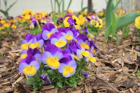 Flower Blossom Bloom Close