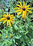 Plant Coneflower Echinacea