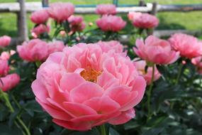 Fleure Nature Center Montréal