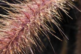 Water Droplets Rainwater Plant
