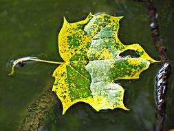 Leaf Water Texture
