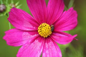 Flower Cosmos Pink