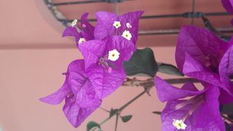 Flower Petal Nature