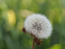Dandelion Seeds Close Up