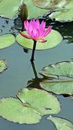 Water Lily Lotus