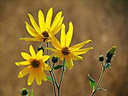 yellow flowers on a stem landscape