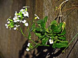 Flowers Plant blur macro