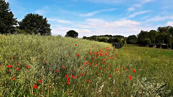 red flowers in a green field