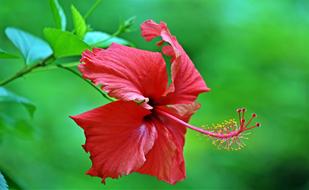 red Tropical Flowers