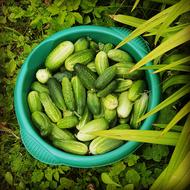 Cucumbers in a basin
