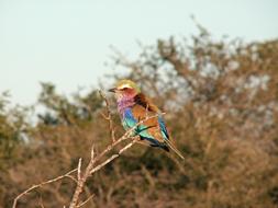 Natural Bird Africa