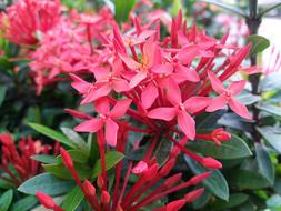 pink Flowers bush in Nature