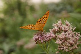 Orange wing Butterfly in Nature