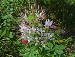 Drunk Butterfly Flower