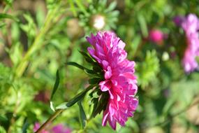 Flower Plant Profile Of