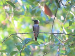 Bird Hummingbird Red Throat