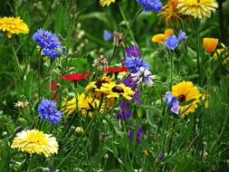 Flowers Yellow Summer