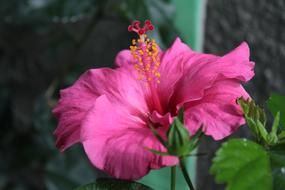 Flower Garden Nature