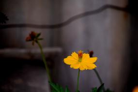 Flower Nature Floral