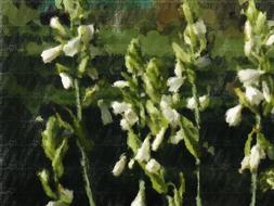 garden flowers summer