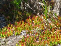 Succulent Coast Coastline