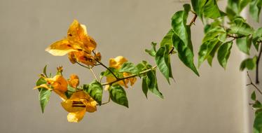yellow flowers on a branch with leaves