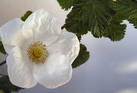 Flower Bloom