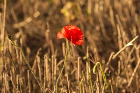 Wild Poppy Harvest