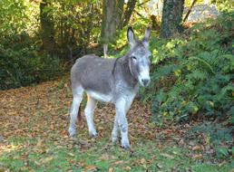 Donkey Grey