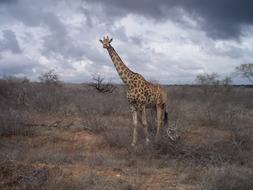 Giraffe South Africa Wild