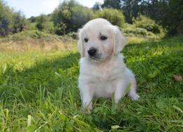 golden retriever puppy on green grass