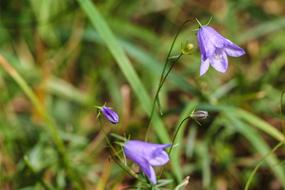 little purple flowers are beautiful