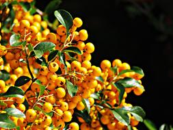 Berries Bush Balls