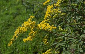 Goldenrod Flower Blossom