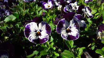 Pansies Pansy Blue
