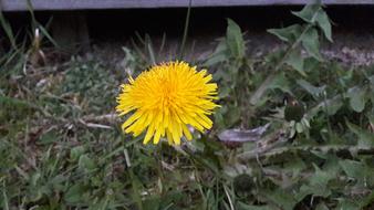 green leaves with yellow dandelion landscape