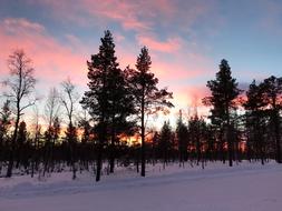 Finland Trees Winter