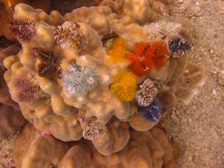 Christmas Tree Worms Coral