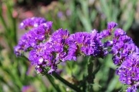 Flowers Morning Sunlight