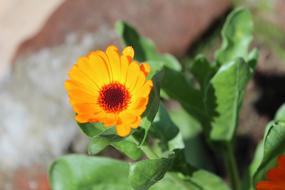 Flowers Nature Spring