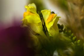 Nature Flower Blossom