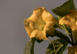 Flower Yellow Angel'S Trumpet