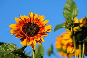 Sunflower Flower Bloom Evening
