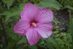 purple colored Hibiscus Blossom