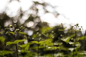 green leaves in water droplets