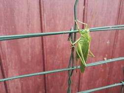 Grasshopper Green Nature Close