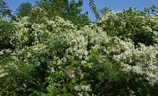 Joe-Pye Weed And Wild Clematis bush