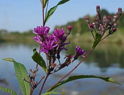 Ironweed Flower Blossom